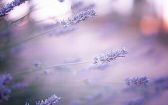 Macro Lavender Flower Wallpaper Wallpaperlepi