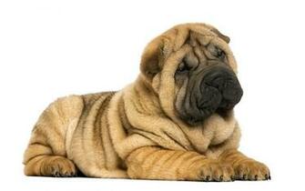 Shar Pei Wallpaper X Net