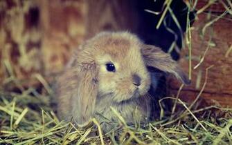 Cute Bunny Wallpaper HD Chainimage