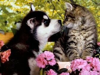 Puppies And Kittens Wallpaper
