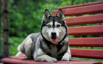Cute Big Dog Seating On Bench HD Animal Wallpaper