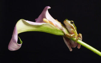 Animal Frog HD Wallpaper