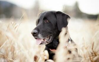 Pics Photos Black Labrador Wallpaper By