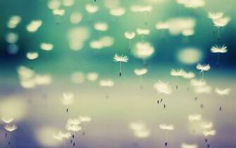 Dandelion Desktop Wallpaper On