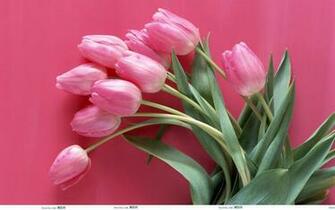 Pink Roses Wallpaper