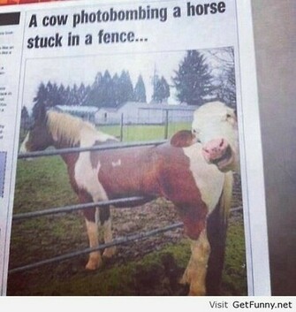 Funny Cow Pictures HD Beautiful Desktop Wallpaper