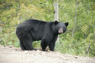 Identify A Bear Revelstoke Aware Society
