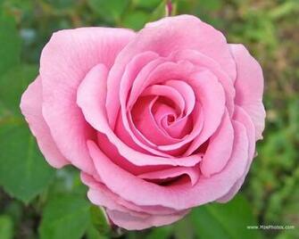 Pink Rose Photo
