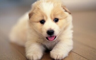 Cute Puppies Wallpaper
