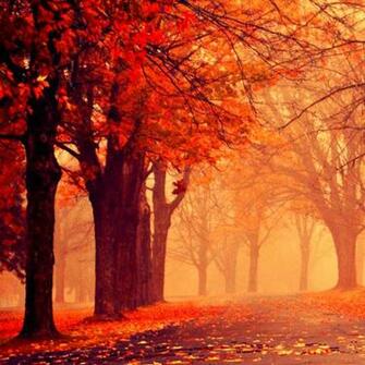 Fall iPad Wallpaper iPhone One