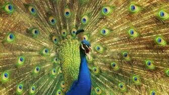 Birds Animals Feathers Iridescence Peacock Wallpaper