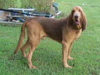 Pics Photos Bloodhound Dogs Wallpaper