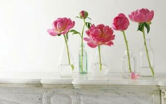 Peony Wallpaper