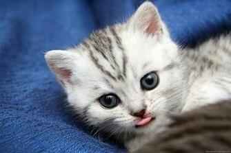 Cats Wallpaper Kitten HD Widescreen Desktop