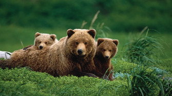 Mama Bear With Two Grizzly Cubes Wallpaper