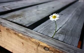 Isolated Daisy Wallpaper