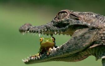 Crocodile And Frog Wallpaper HD Animals