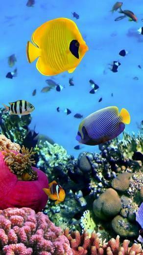 Ocean Fish Live Wallpaper Android Apps On Google Play