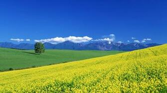 Beautiful Spring Flower On Landscape Wallpaper High