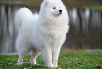 Majestic Samoyed Dog Photo And Wallpaper Beautiful