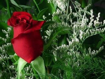 Pictures World Beautiful Red Rose Wallpaper