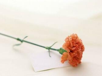 Wallpaper Online Flowers Carnations Picserio