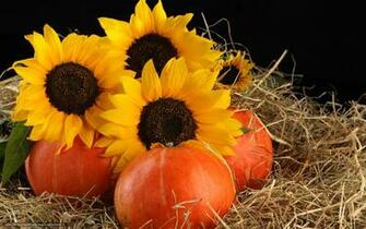 Wallpaper Pumpkin Sunflowers Straw Desktop