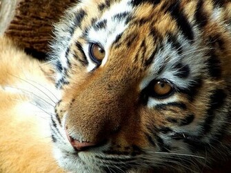Tiger Face Wallpaper And Image Pictures Photos