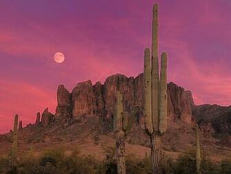Lamarckian Evolution Saguaro Cactus