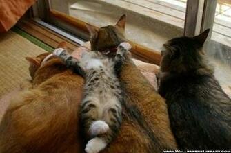 Animals Wallpaper Funny Cats