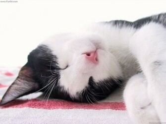 Funny Cute Black White Cat Sleeping Wallpaper Fun Entertainment