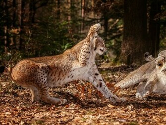 Lynx Wallpaper HD Pictures Image Background