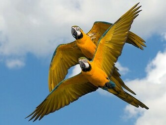Parrot Wallpaper