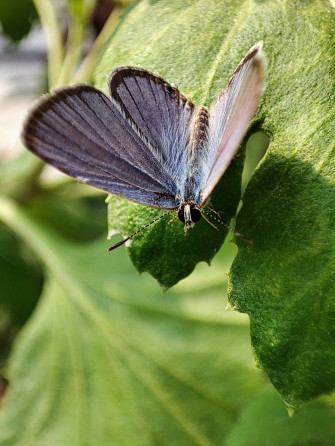Aesthetic Butterfly Wallpaper