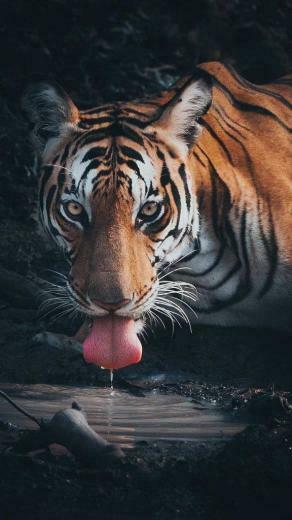 Thirsty Bengal Tiger iPhone Wallpaper iPhonewallpaper Animals
