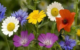 Selection Summer Wildflowers Fields Flower Wallpaper