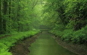 River Forest Bridge Wallpaper