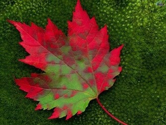Green Red Leaf Wallpaper