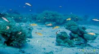 Barramundi Fish 3d Screensaver