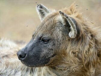 Hyena Wallpaper