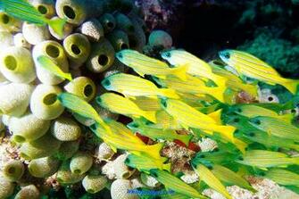 Fish Wallpaper Desktop Pic Jpg
