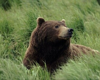 Black Bear HD Wallpaper