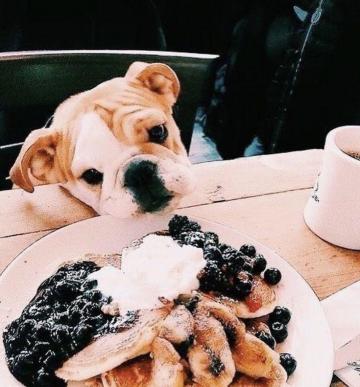 Puppy Goals Food Animal Wallpaper Puppies