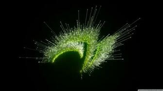 Nvidia Jubilee 4k HD Desktop Wallpaper For Dual Monitor