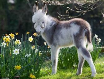 Baby Bi Color Donkey Farm Animals Wallpaper