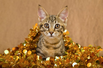 Photo Cats New Year Snout Fairy Lights Animal