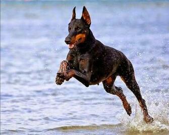 Animals Doberman Pinscher Dog Photos Wallpaper