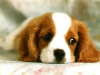 Cute Dog Dogs Wallpaper