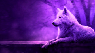 Cool Wolf HD Background Wallpaper