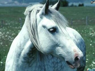 Cute Horses Wallpaper White Horse